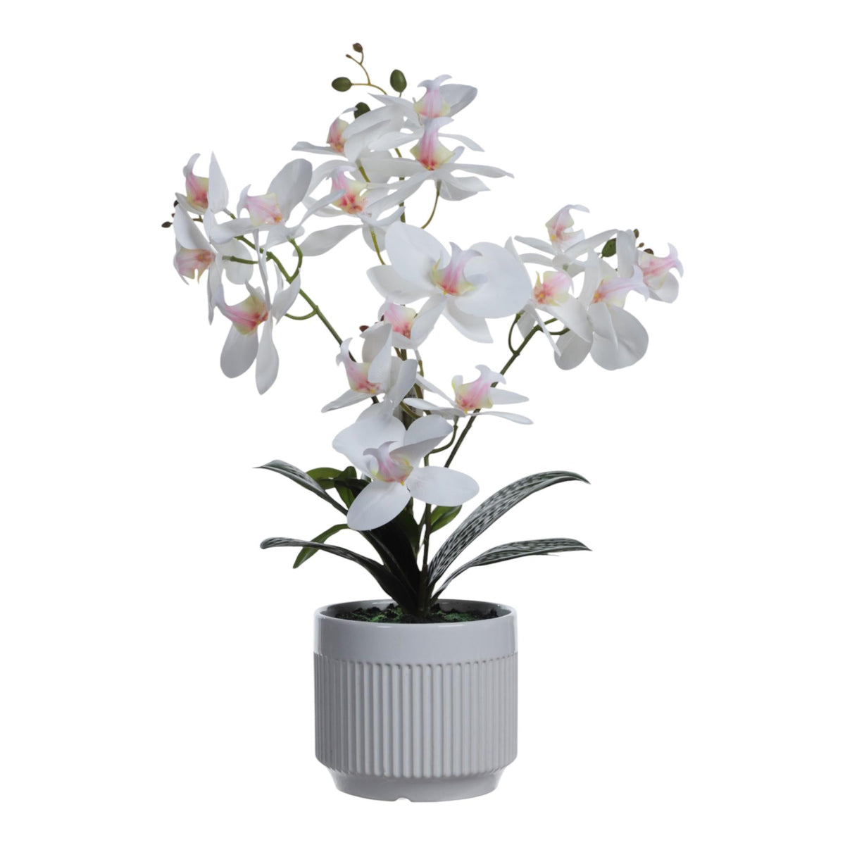 Orquidea decorativo Blanca