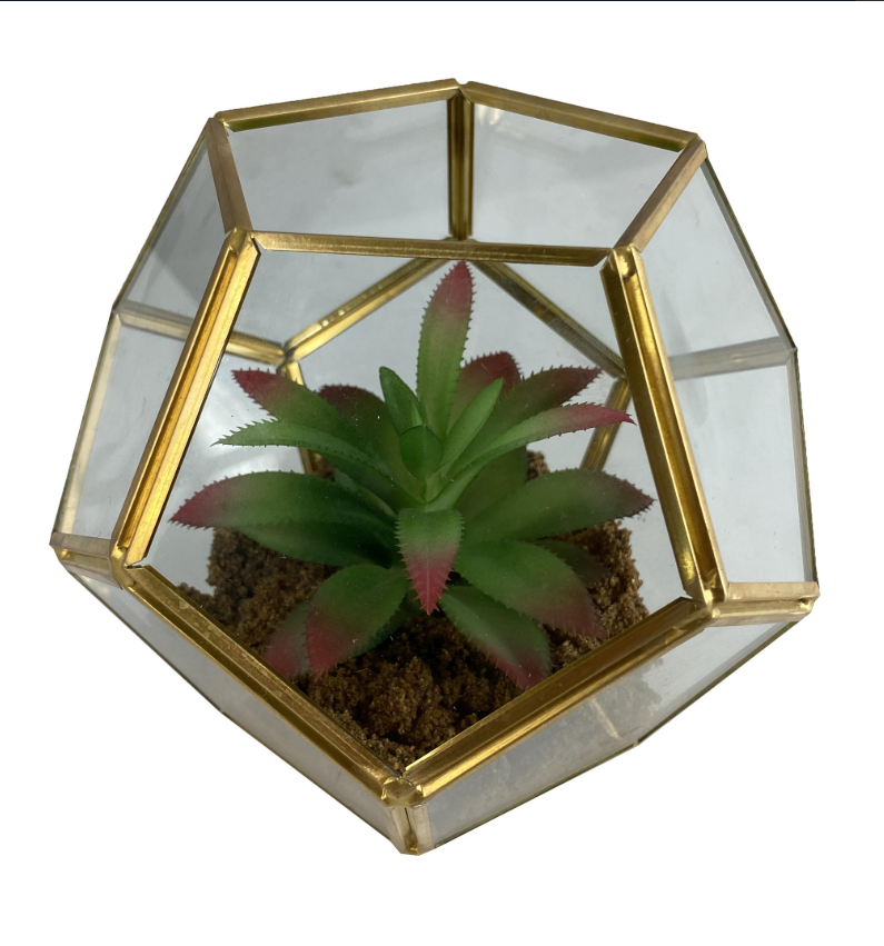 Suculenta decorativa terrario de vidrio