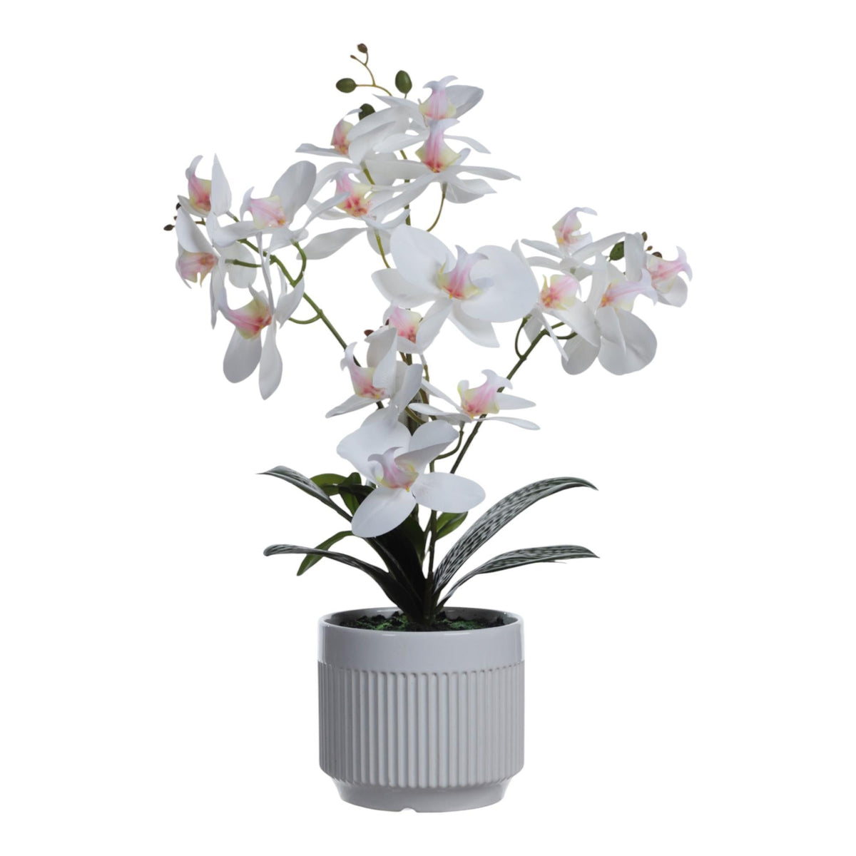 Orquidea decorativo Blanca